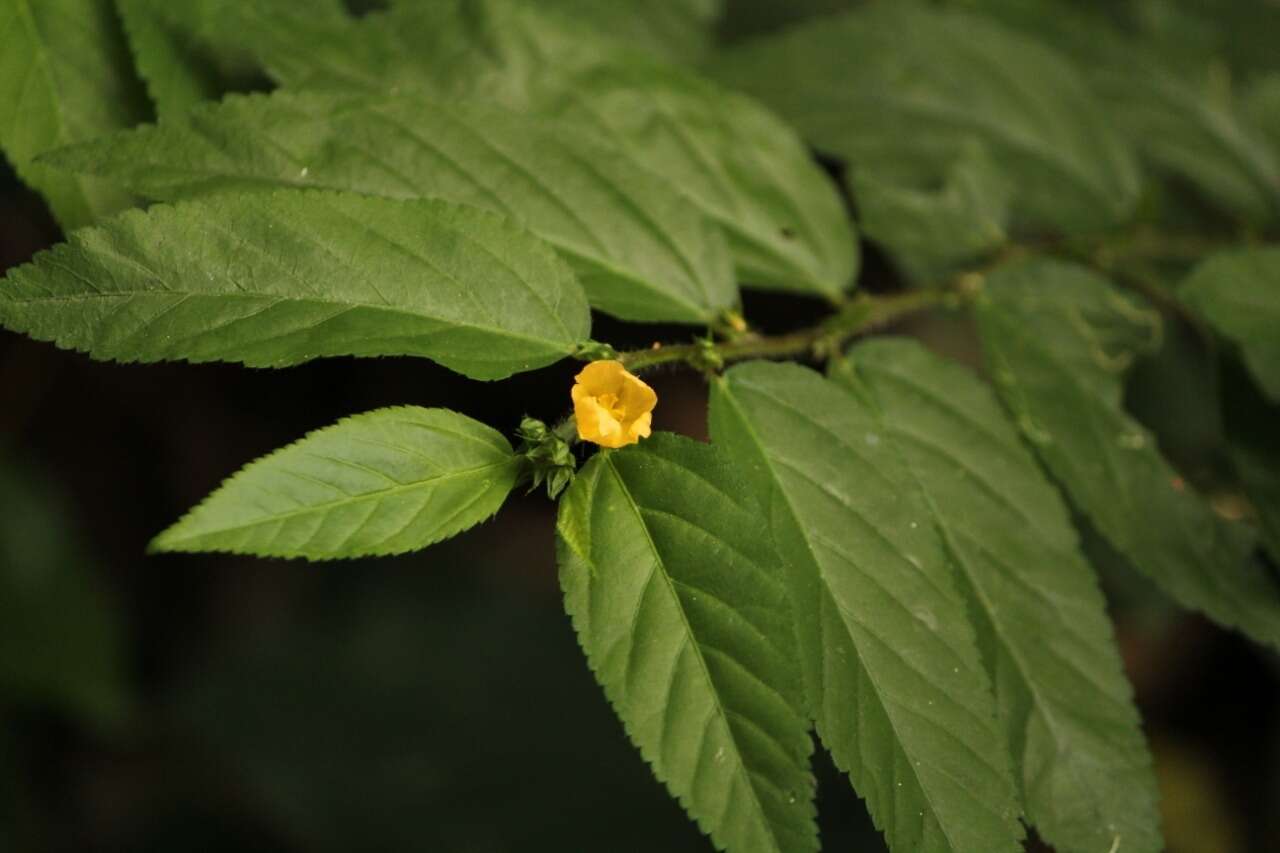 Image of common wireweed