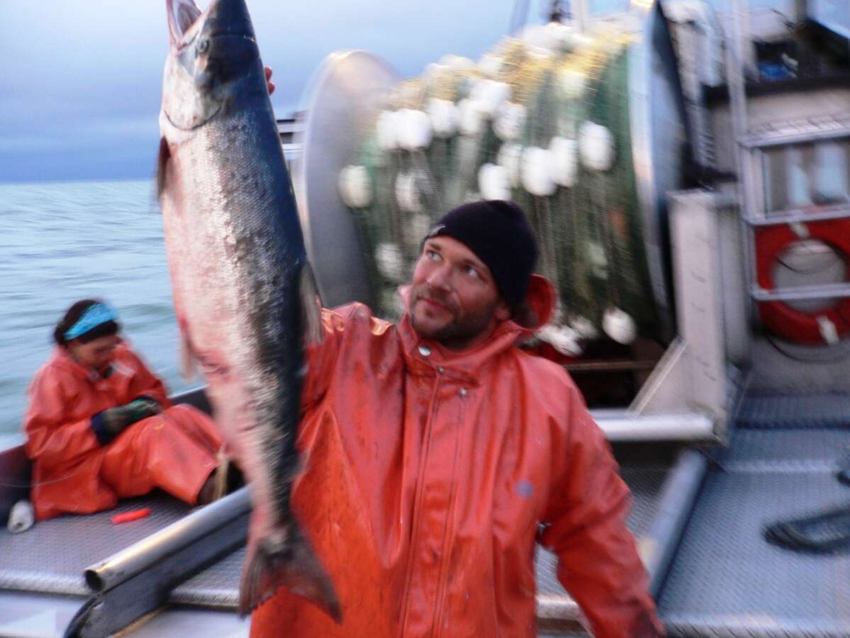 Image of Sockey Salmon