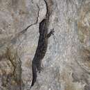 Image of American Wall Gecko