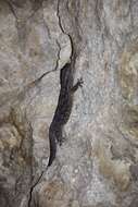 Image of American Wall Gecko