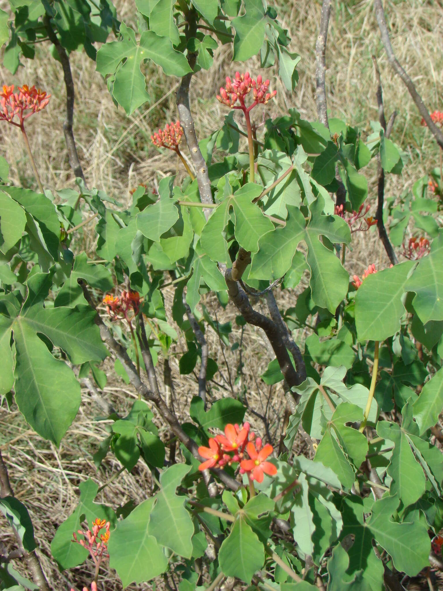 Image de Jatropha grossidentata Pax & K. Hoffm.