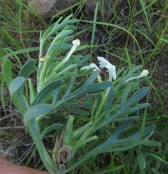 Image of Chascanum pinnatifidum (L. fil.) E. Mey.