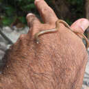 Image of Yucatecan Dwarf Short-tail Snake
