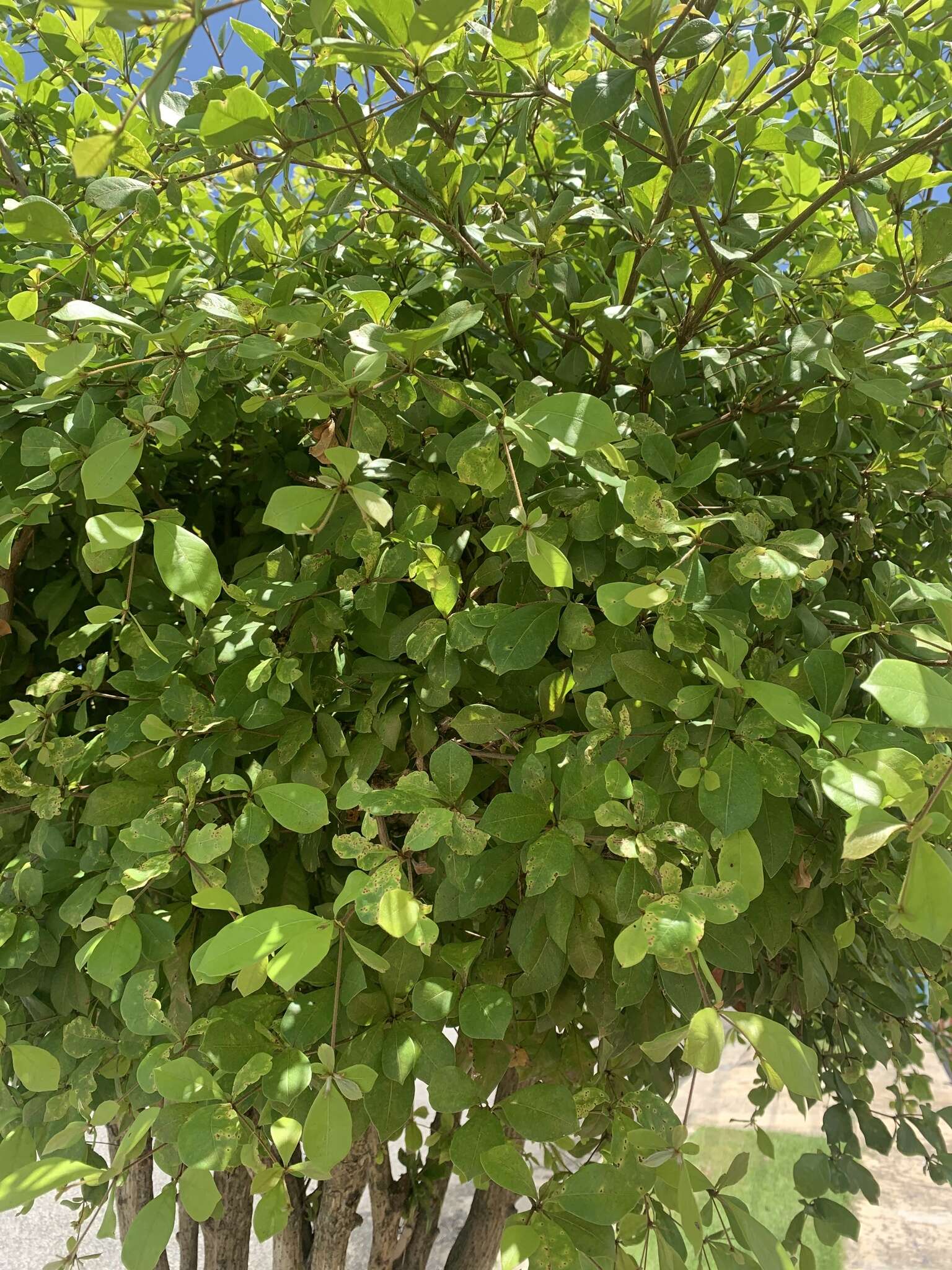 Image of Terminalia buceras (L.) Wright