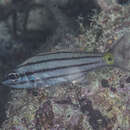 Image of Toothy cardinalfish