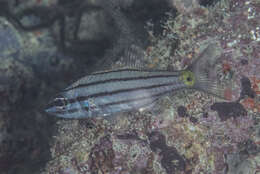 Image of Toothy cardinalfish