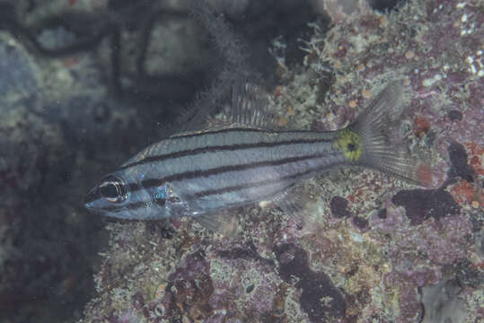 Plancia ëd Cheilodipterus isostigmus (Schultz 1940)