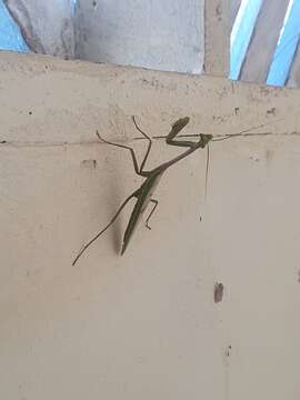 Image de Stagmatoptera supplicaria Burmeister 1838