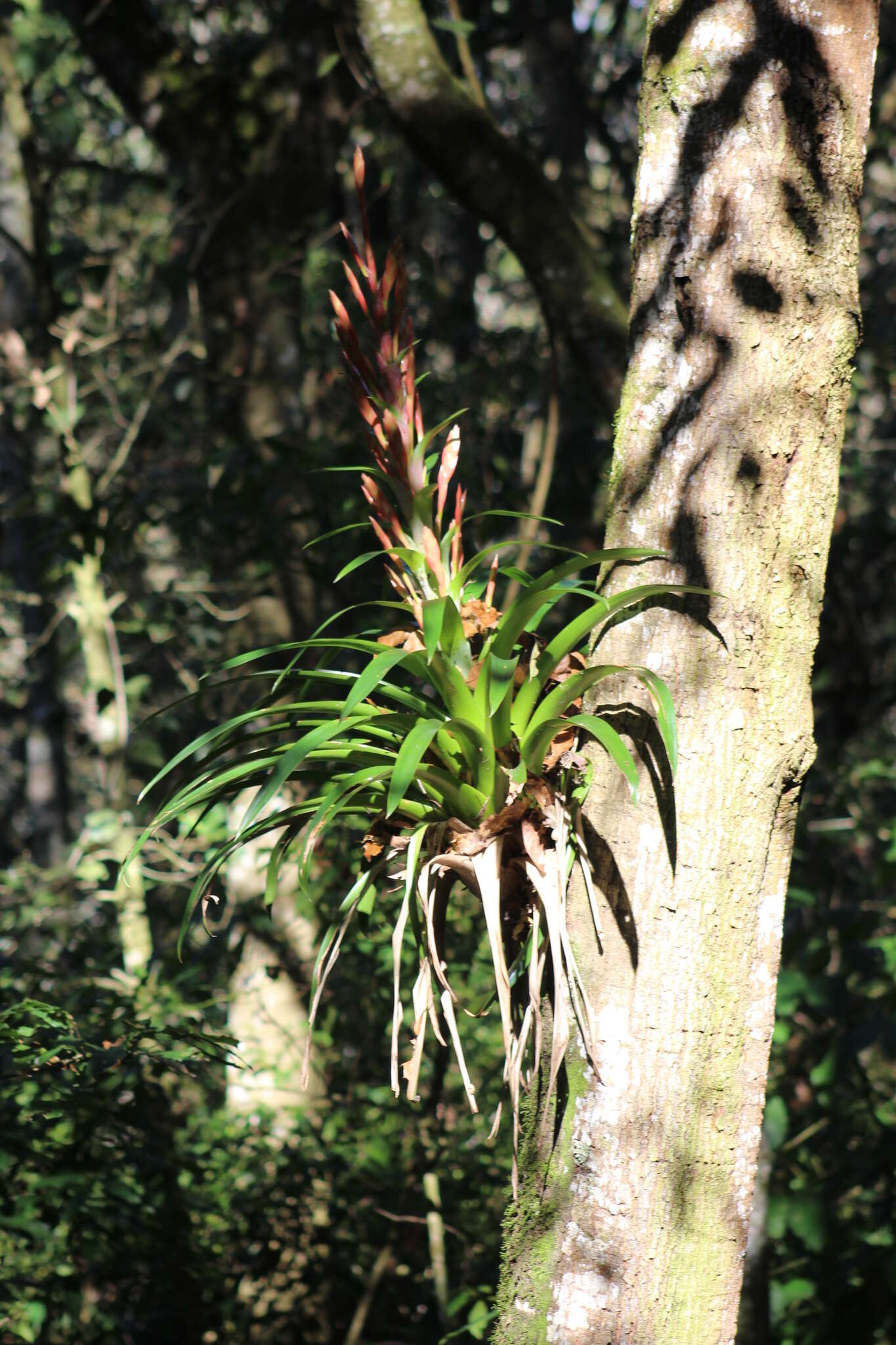 Image of Tillandsia deppeana Steud.