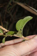 Image of Cantua flexuosa (Ruiz & Pav.) Persoon