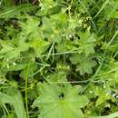 Image of Alchemilla cymatophylla Juz.