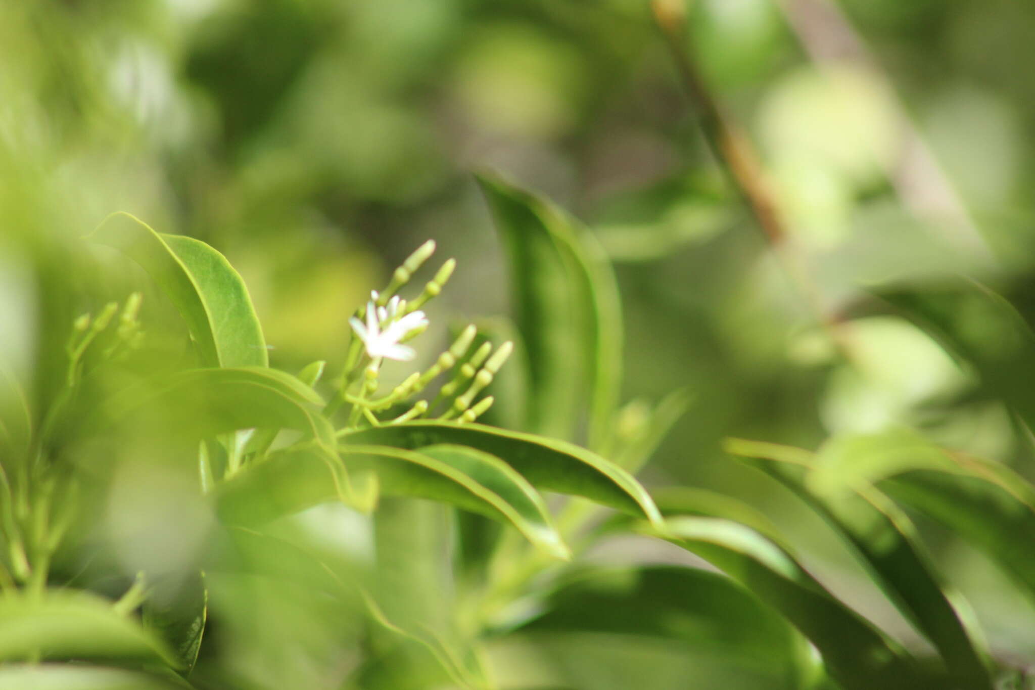 Image of tearshrub