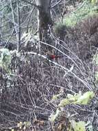 Image of Red-tailed Laughingthrush