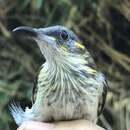 Image of White-streaked Honeyeater