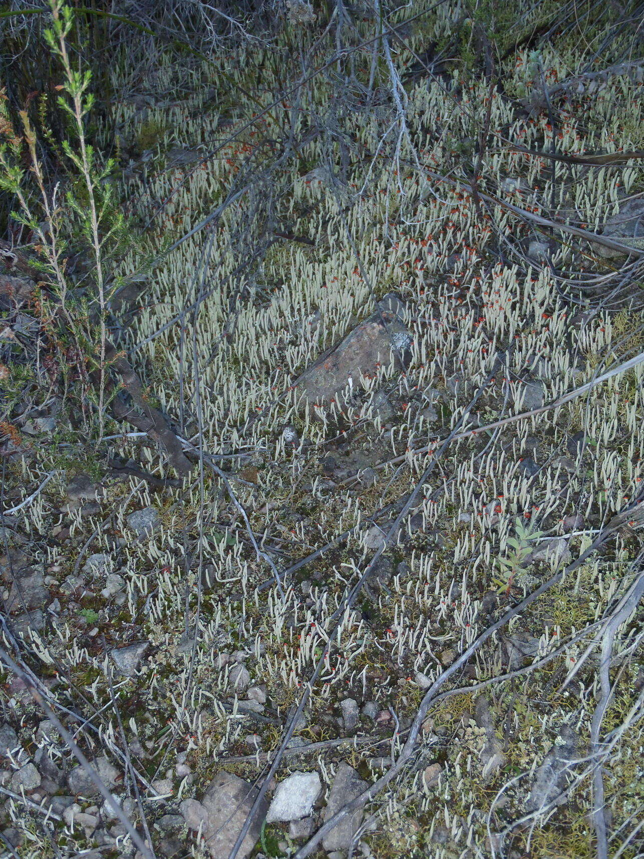 Imagem de Cladonia floerkeana (Fr.) Flörke