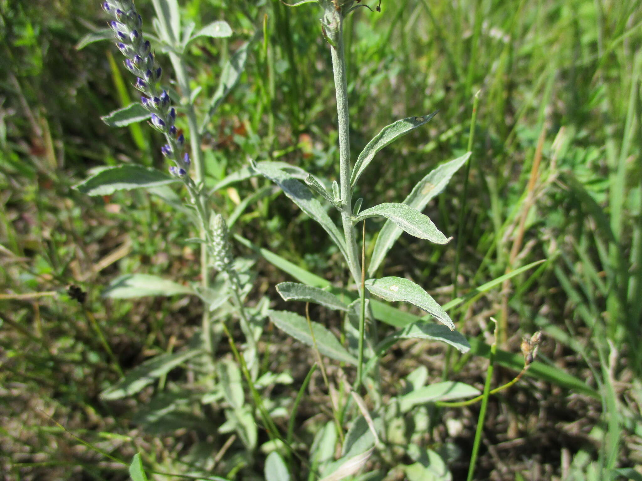 Image of Veronica incana L.