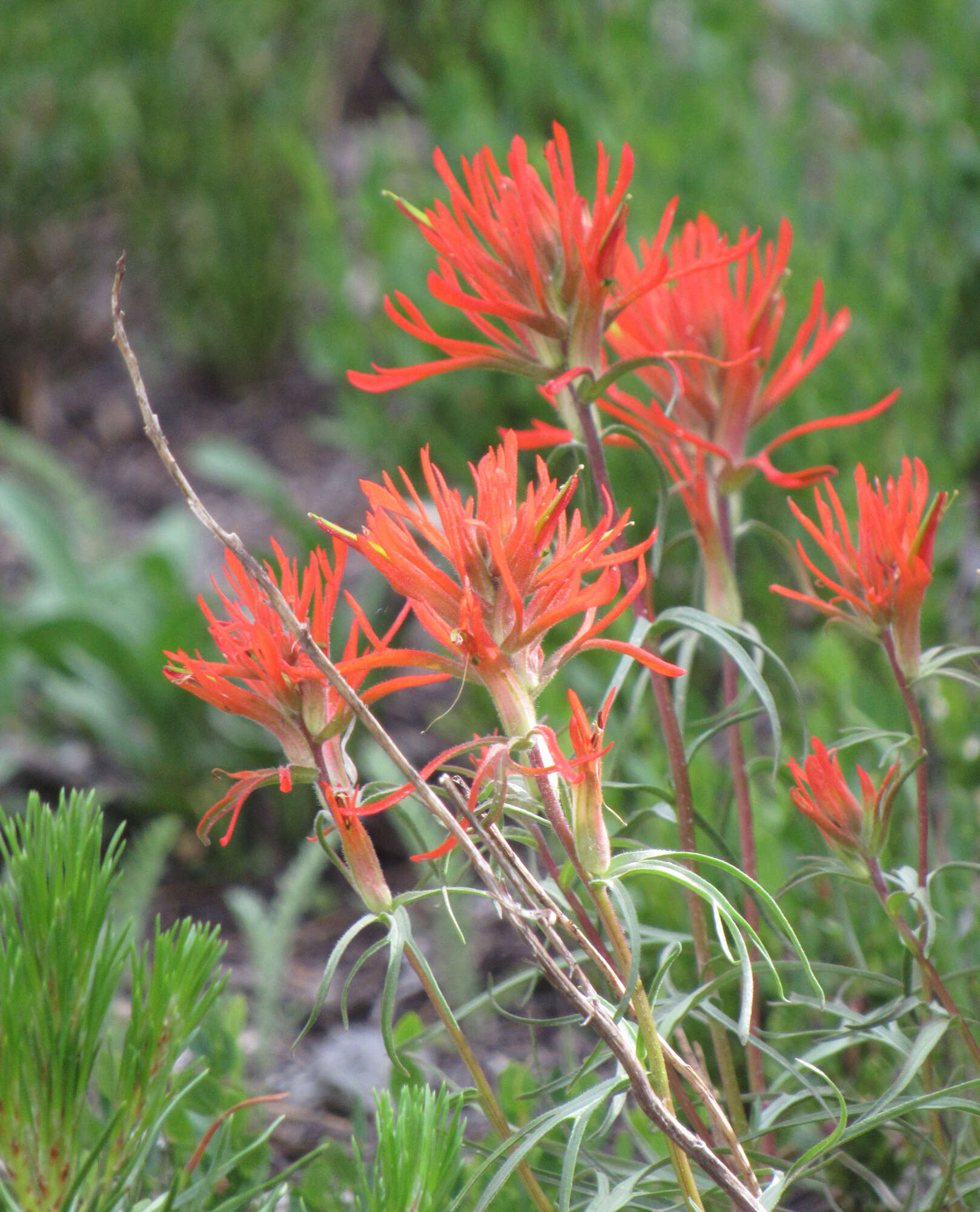 Image of mountainside Indian paintbrush