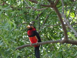 Image of Bearded Barbet