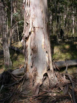 Sivun Eucalyptus globulus subsp. maidenii (F. Müll.) Kirkpatrick kuva