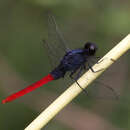 Erythemis peruviana (Rambur 1842) resmi