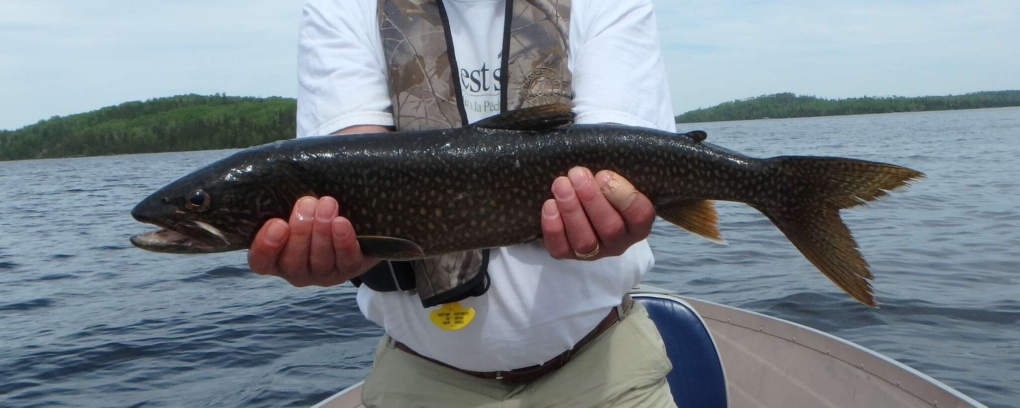 Image of lake trout