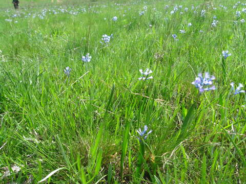 Image of Hyacinthella pallasiana (Steven) Losinsk.