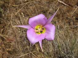 Image of sagebrush mariposa lily