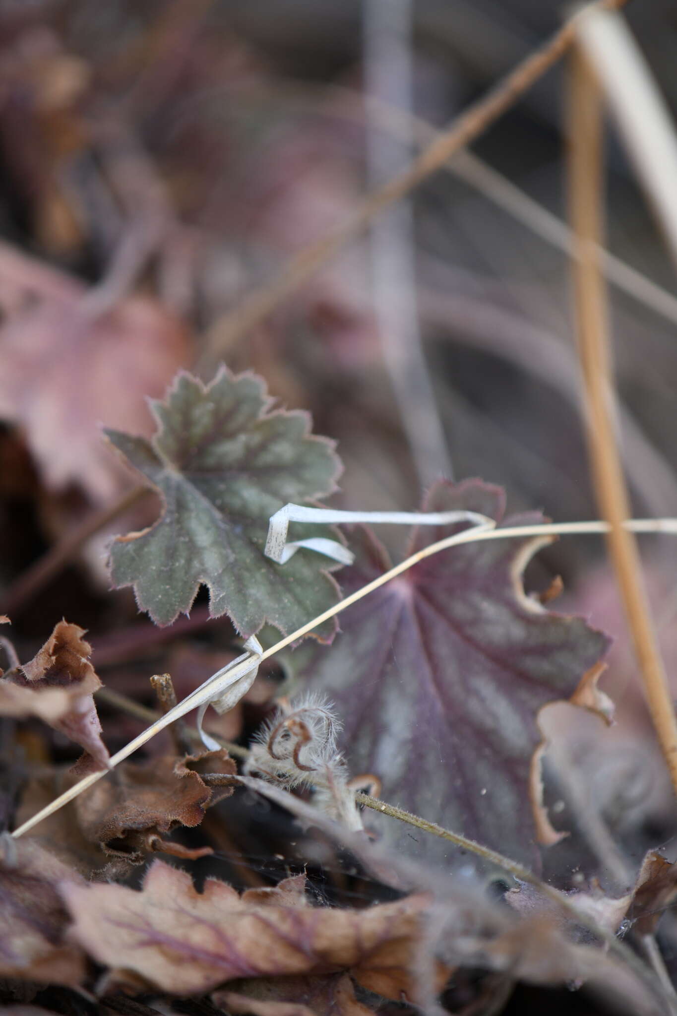 Image de Heuchera soltisii R. A. Folk & P. J. Alexander