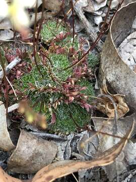 Image of Stylidium piliferum R. Br.