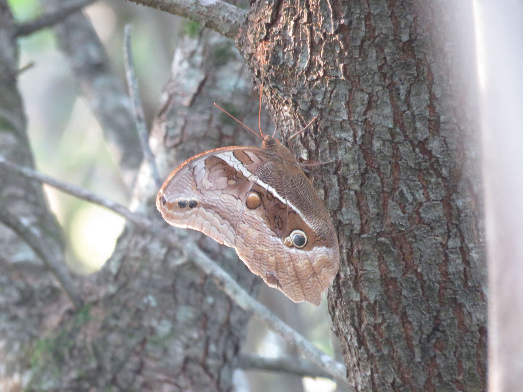 Plancia ëd Eryphanis reevesii Doubleday (1849)