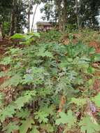 Image of Solanum richardii (Dun.) Lemee