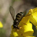 Dasysyrphus venustus (Meigen 1822)的圖片