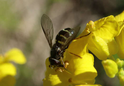 Image of Dasysyrphus venustus (Meigen 1822)