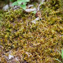 Image of entodon moss