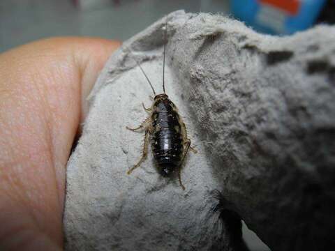 Image of Zebra Wood Cockroach