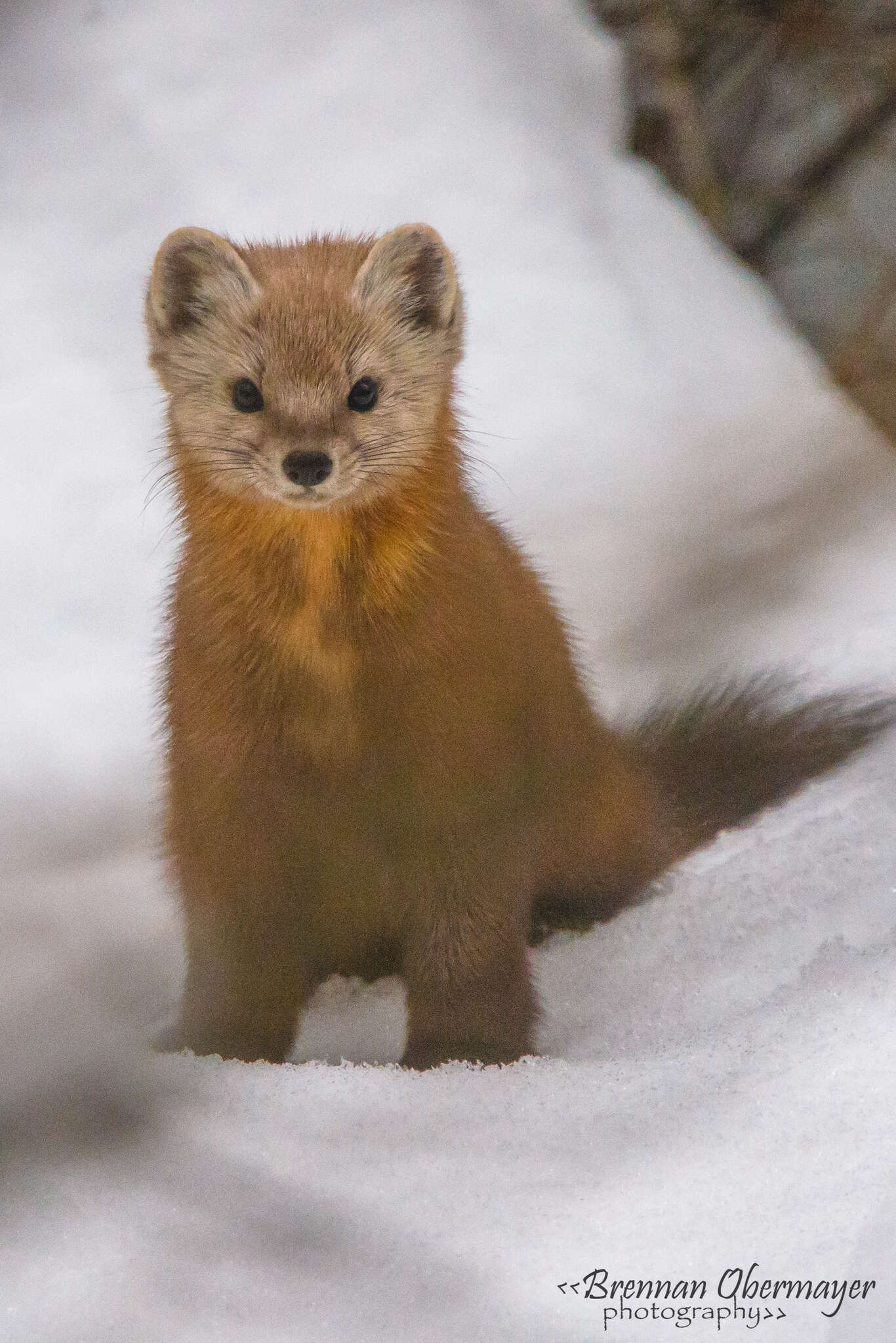 Image of American Marten