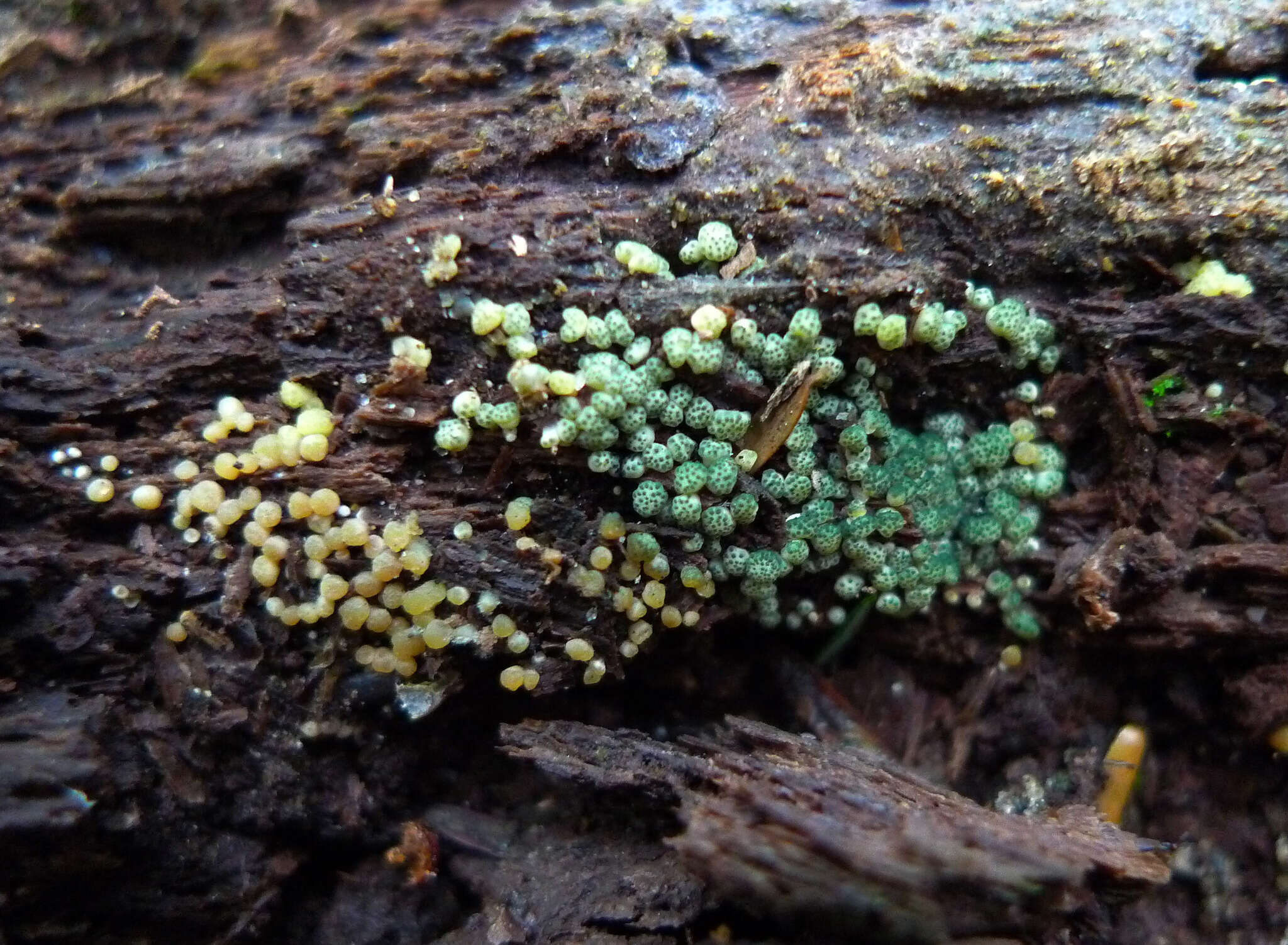 Image of Trichoderma chromospermum P. Chaverri & Samuels 2003