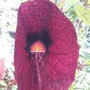 Image de Aristolochia gigantea Mart. & Zucc.