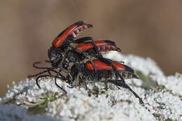 Image of Stictoleptura cordigera (Fueßlins 1775)