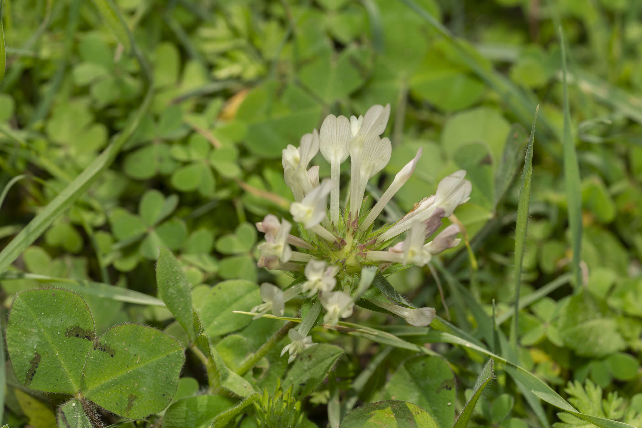 Image of shield clover