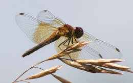 Image of Blue Dasher