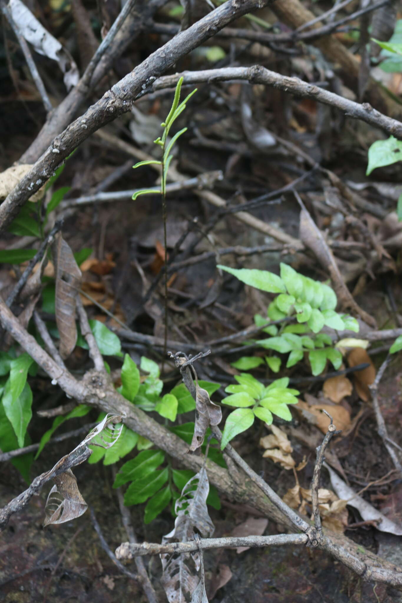 Image of Bolbitis subcrenata (Hook. & Grev.) Ching