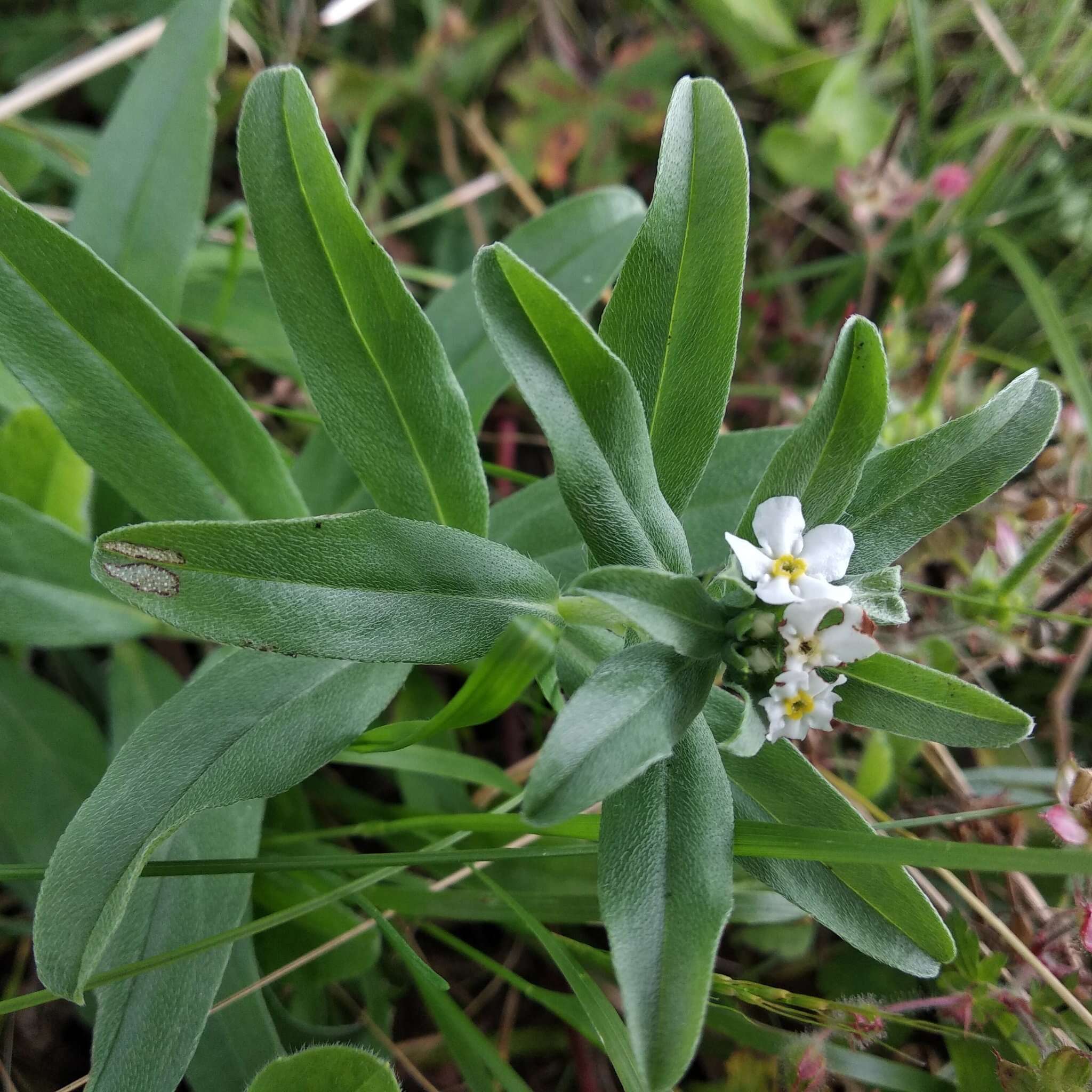 Image of Lithospermum distichum Ortega