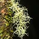 Image of Usnea inermis Motyka