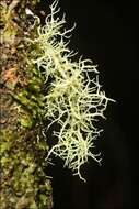 Image of Usnea inermis Motyka