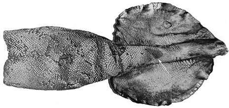 Image of Lepidoteuthidae Pfeffer 1912