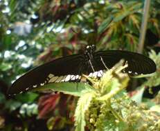 Image of Papilio polytes Linnaeus 1758