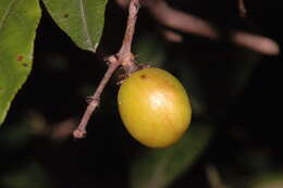 Image of Sageretia mexicana G. L. Nesom