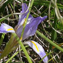 Imagem de Iris unguicularis subsp. carica (Wern. Schulze) A. P. Davis & Jury