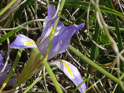 Plancia ëd Iris unguicularis subsp. carica (Wern. Schulze) A. P. Davis & Jury